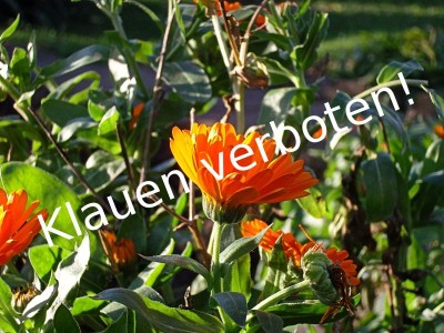 Bilderklau im Internet